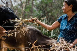 help farmers for livestock